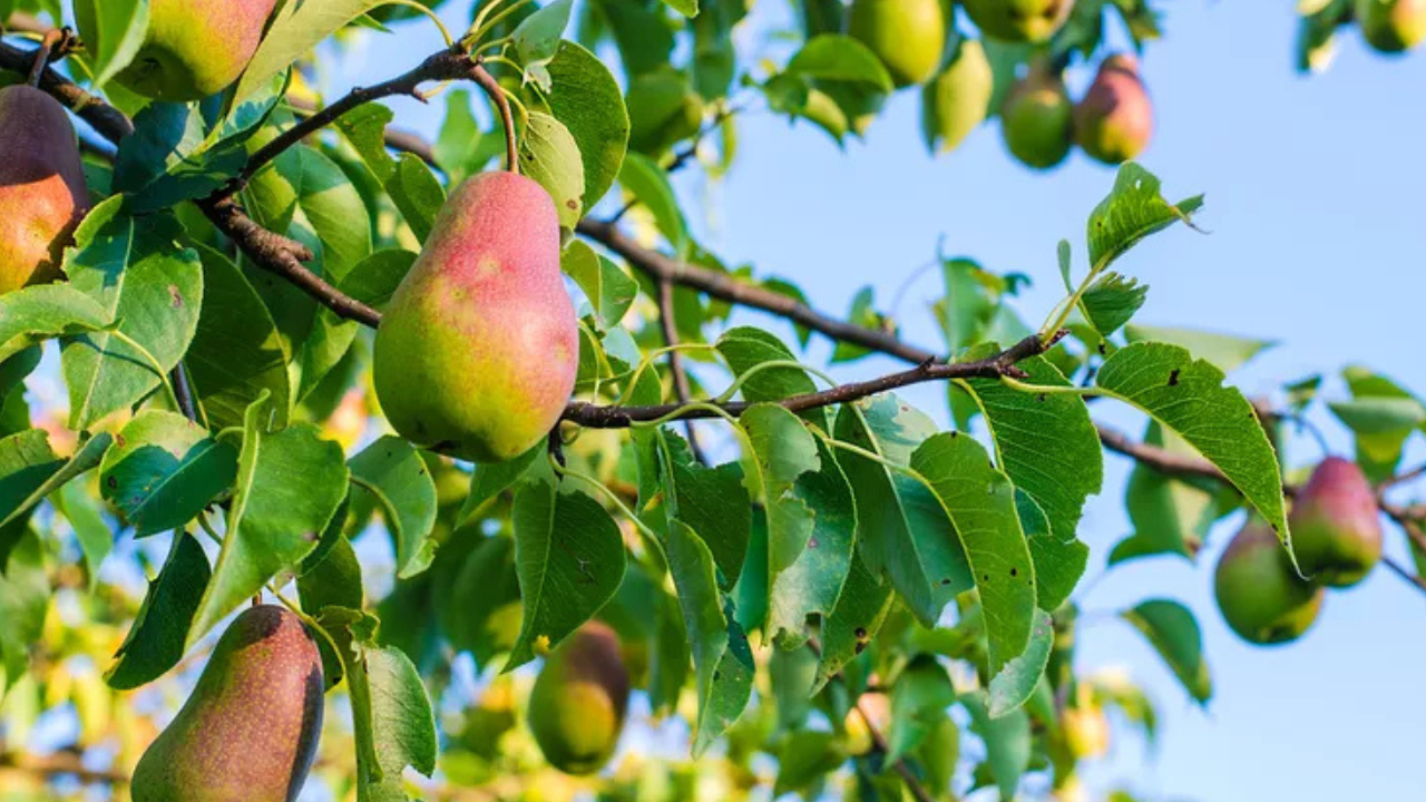 navigator pear